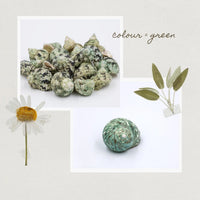 green colour seashells shop by colour